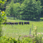 Waseda Farm cattle - Edible NEW